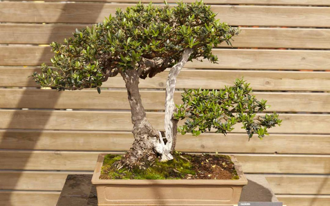 Cura e manutenzione dei bonsai di ulivo