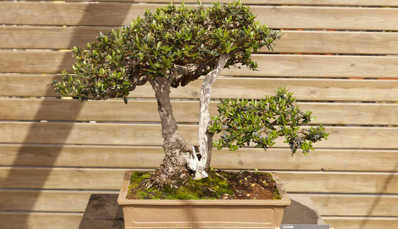 Cura E Manutenzione Dei Bonsai Di Ulivo Frantoio San Martino