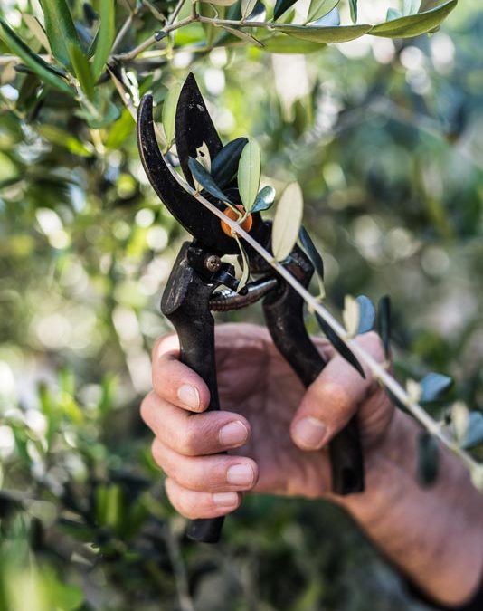 I corsi di potatura dell’olivo