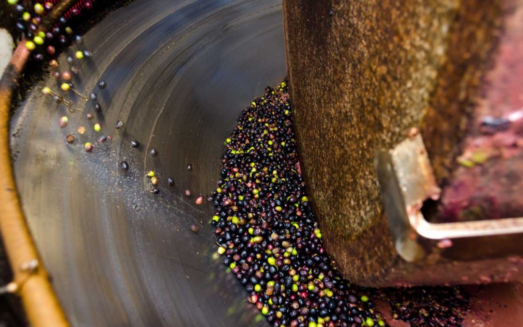 I macchinari per un frantoio di olive