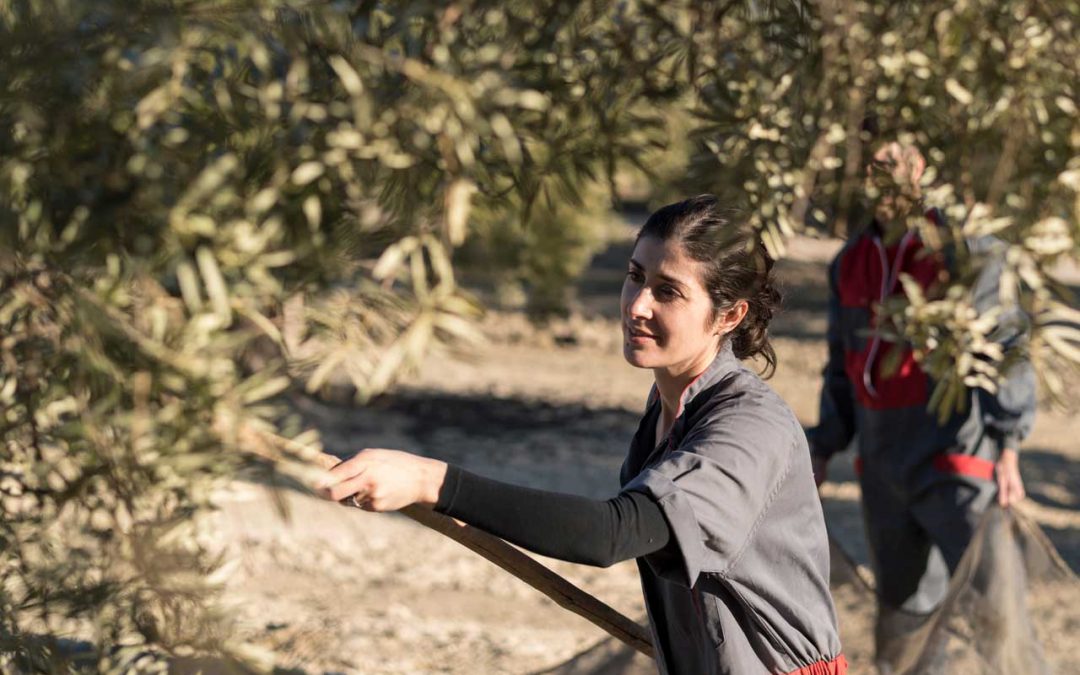 Gli attrezzi per la raccolta delle olive
