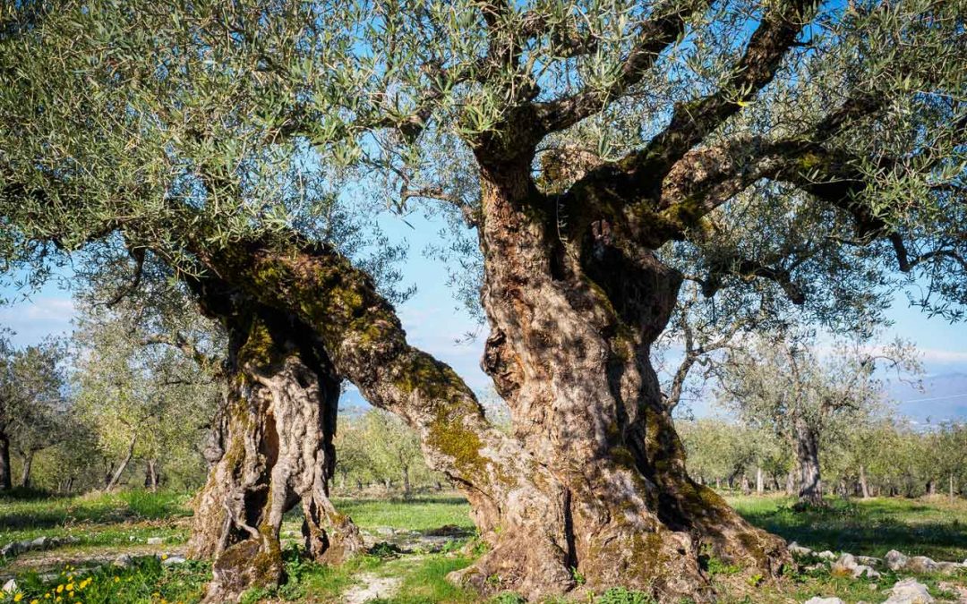 Gli alberi di ulivo secolari