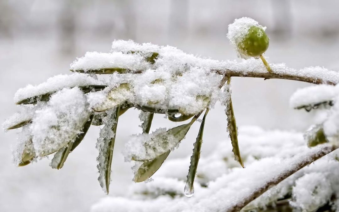 Come proteggere gli ulivi in inverno