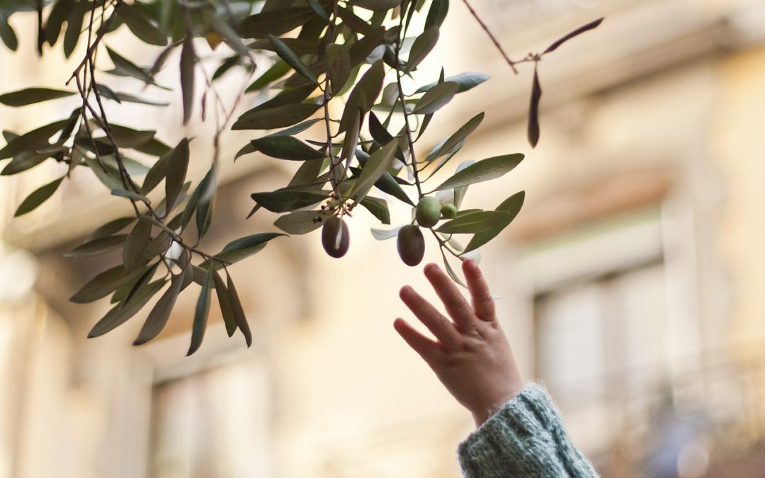 Obesità dei bambini, combatterla a tavola con l’olio di oliva