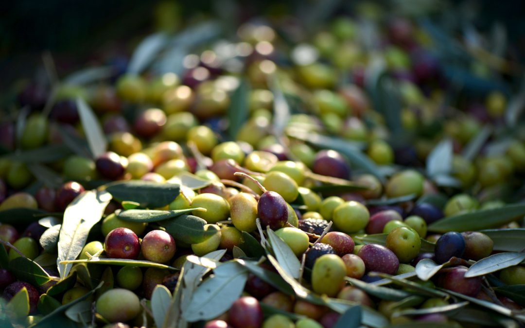 Varietà di olive da olio: le cultivar della Liguria