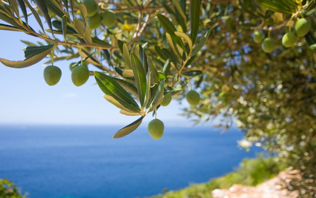 Olio DOP, cosa significa?