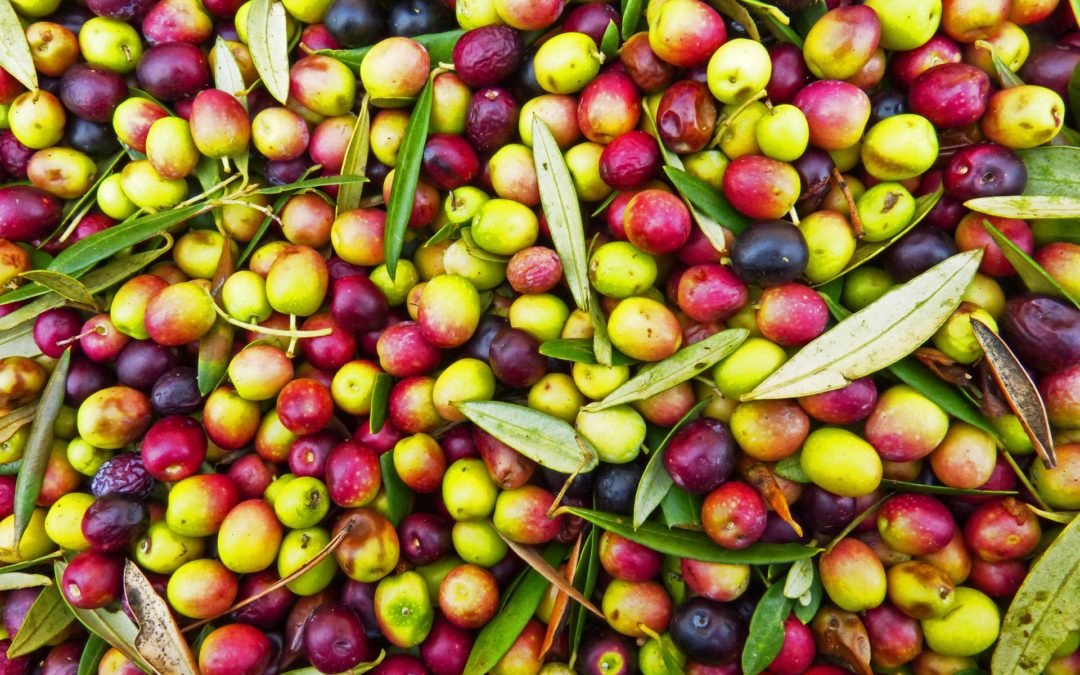 Le olive da mensa più buone e famose d’Italia