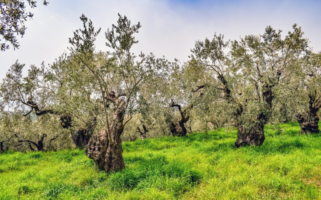 La tradizione dell’olivicoltura in Liguria